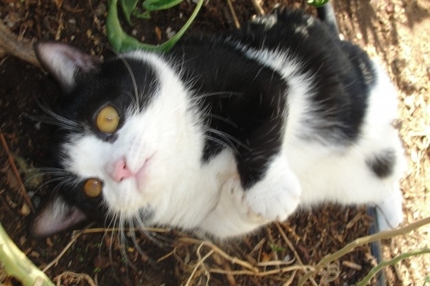Meet Pokey: Grumpy Cat's Slightly Less Grumpy Brother