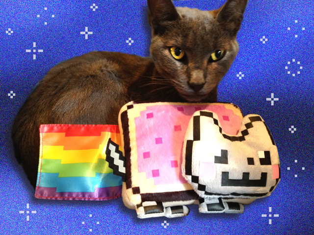 The Cat Who Inspired Nyan Cat is no Longer