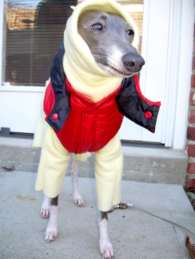 These Greyhounds are all Bundled Up For Winter