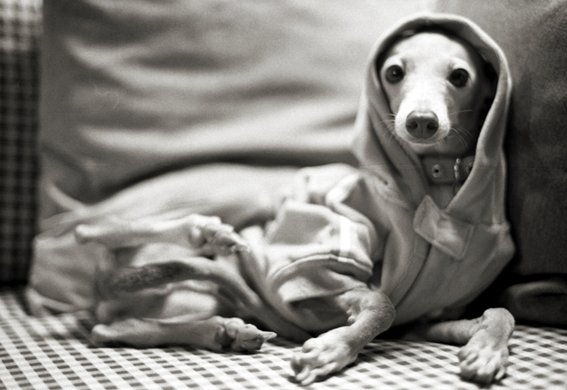 These Greyhounds are all Bundled Up For Winter
