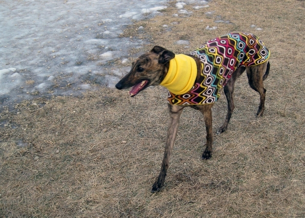 These Greyhounds are all Bundled Up For Winter