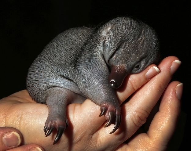 An echidna is an entirely underrated baby animal.