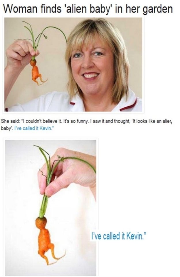 This carrot does NOT look like a Kevin
