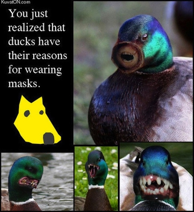 Ducks should always keep their masks on.