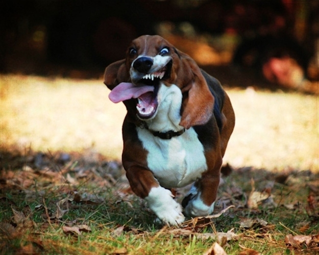 There is nothing more frighteningly funny than a basset hound running.