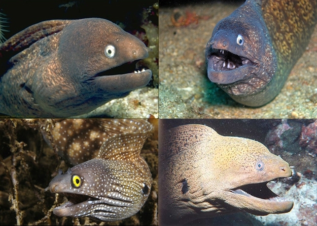 Eels always look like they just told a joke and are waiting for a reaction.