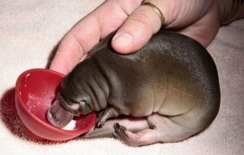 Pictures Of Baby Platypuses That'll Make Your Heart Melt