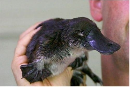 Pictures Of Baby Platypuses That'll Make Your Heart Melt