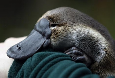 Pictures Of Baby Platypuses That'll Make Your Heart Melt