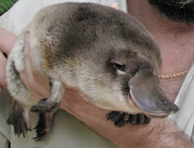 Pictures Of Baby Platypuses That'll Make Your Heart Melt