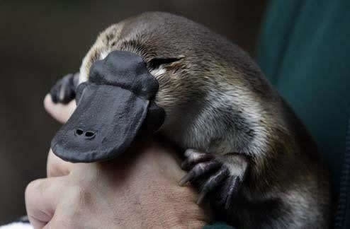 Pictures Of Baby Platypuses That'll Make Your Heart Melt