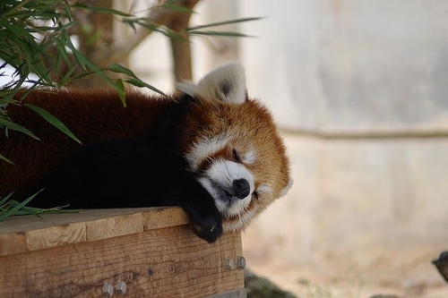 Cuteness ALERT!!! Red Pandas Taking Naps.
