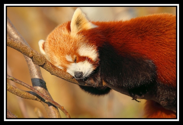 Cuteness ALERT!!! Red Pandas Taking Naps.