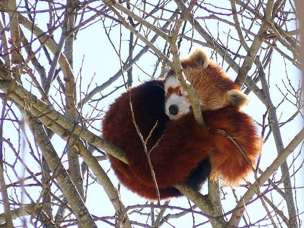 Cuteness ALERT!!! Red Pandas Taking Naps.