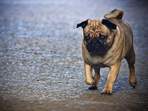 Cute Pug Pictures You Will Definitely Love 