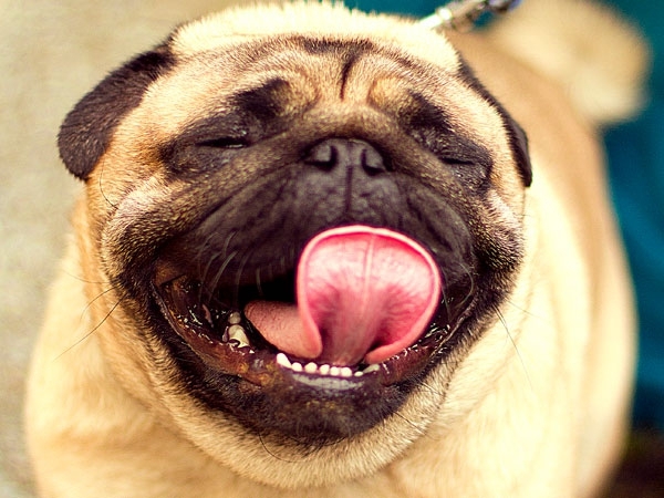 Cute Pug Pictures You Will Definitely Love 