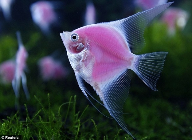 Genetically Engineered Bioluminecent Fish 
