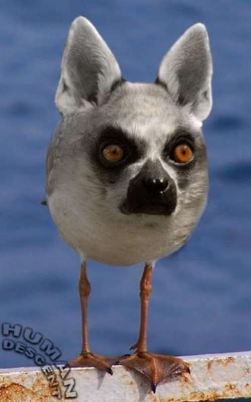 Animals morphed into...WTF?!