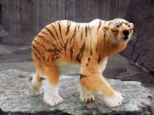 Animals morphed into...WTF?!