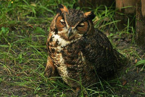 Cute Owls: The only reason you need to waste time on the web. 