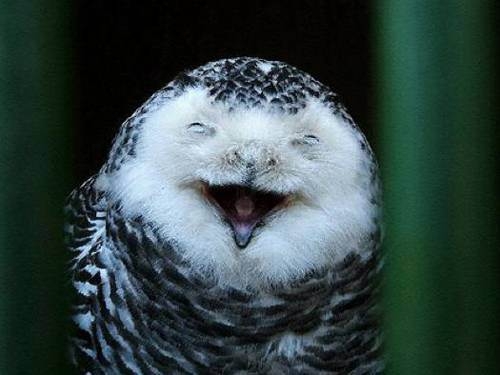 Cute Owls: The only reason you need to waste time on the web. 