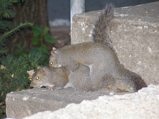 These Squirrels Are Getting Their Sexy On