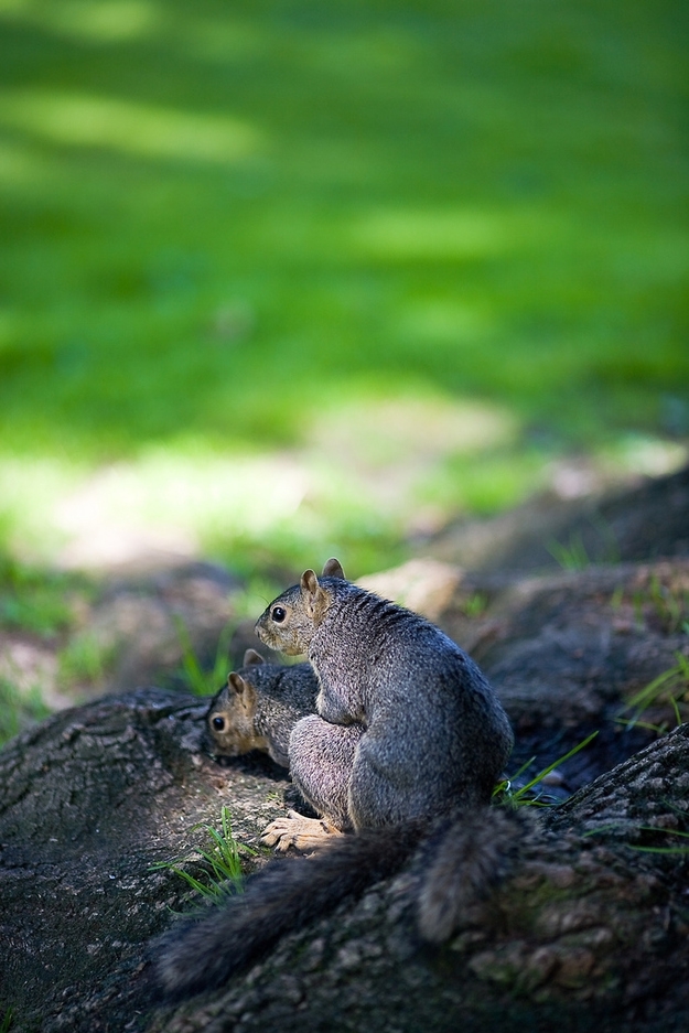 These Squirrels Are Getting Their Sexy On