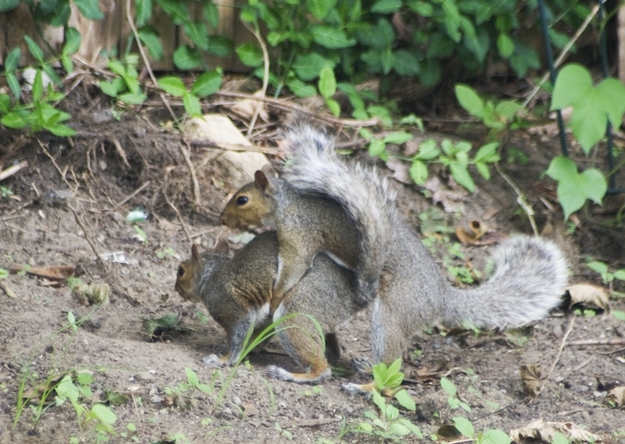 These Squirrels Are Getting Their Sexy On