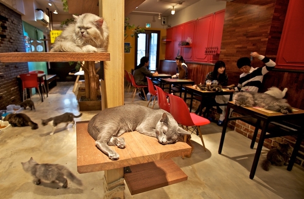 Weirdest SFW Cafes In Japan
