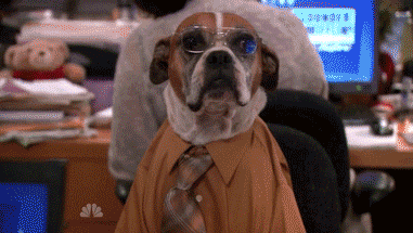 [GIFs]Adorable Animals Doing People Jobs