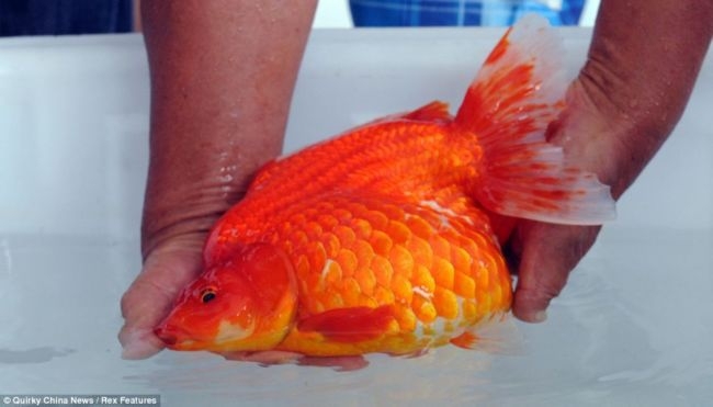 International Goldfish Championship in China 