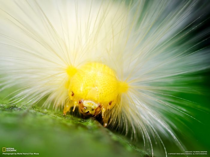 Best National Geographic Photos of November 2012