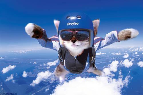 Flying Cats!