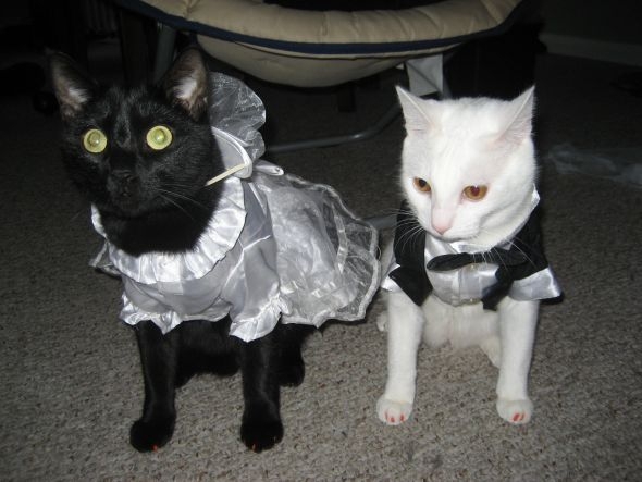 Get Married or Go to Cat Hell!