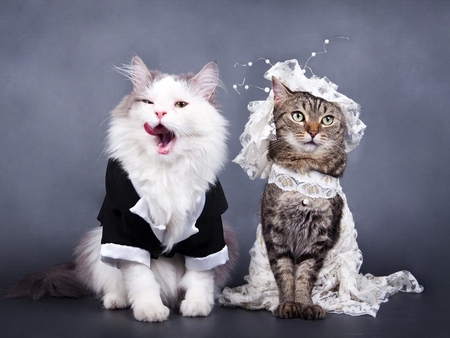 Get Married or Go to Cat Hell!