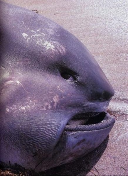 Rare Megachasma Pelagios Shark