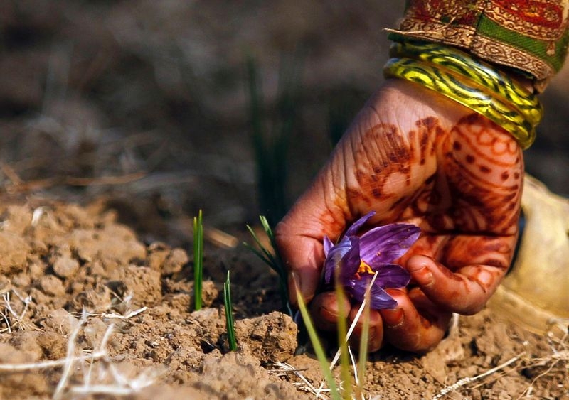 Saffron: One of the Most Expensive Spices in the World 