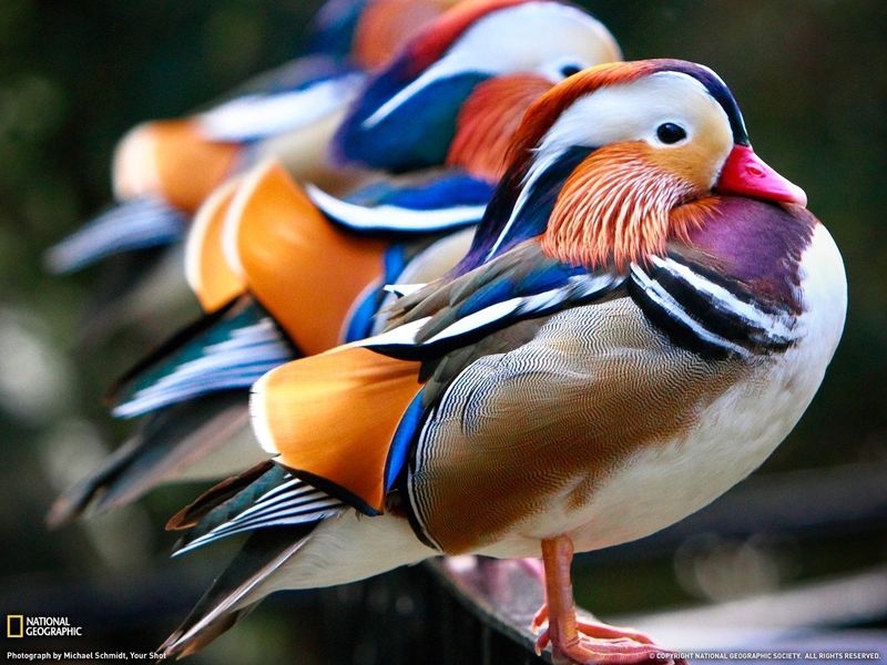 It’s Bird Season: Check Out This Beauty