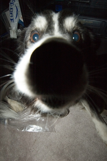 Animals Close-Up With A Wide-Angle Lens
