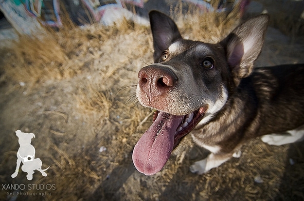 Animals Close-Up With A Wide-Angle Lens