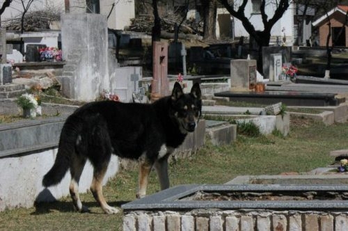 Loyal German Shepard sits by his former master’s grave 