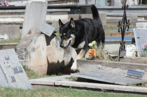 Loyal German Shepard sits by his former master’s grave 