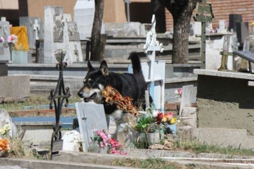 Loyal German Shepard sits by his former master’s grave 