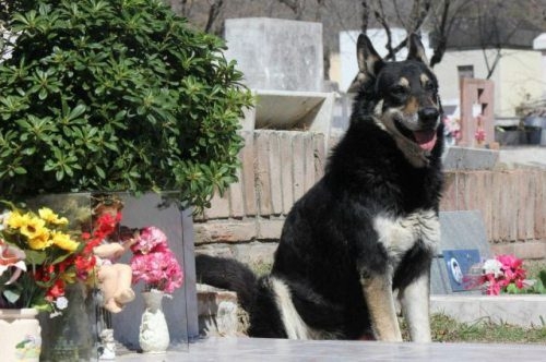 Loyal German Shepard sits by his former master’s grave 