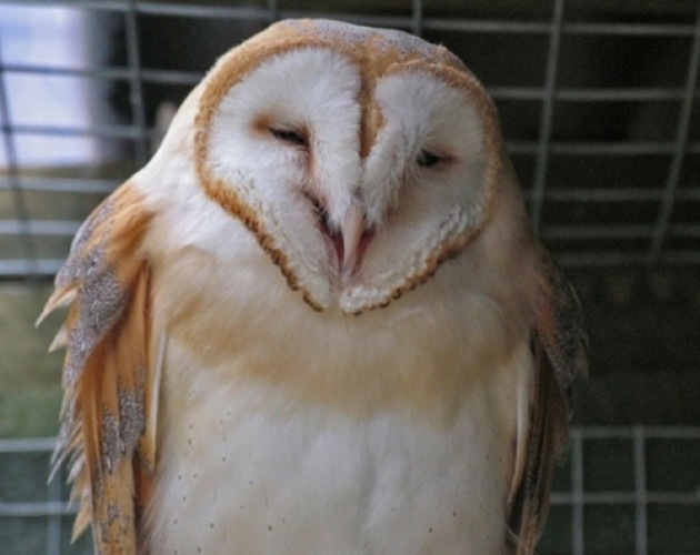 10 Owls Who Are Happy About Marijuana Legalization Passing