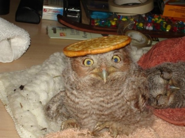 10 Owls Who Are Happy About Marijuana Legalization Passing