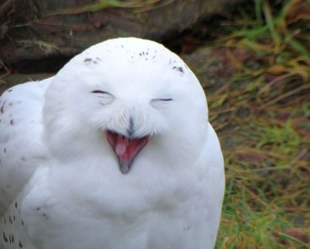 10 Owls Who Are Happy About Marijuana Legalization Passing