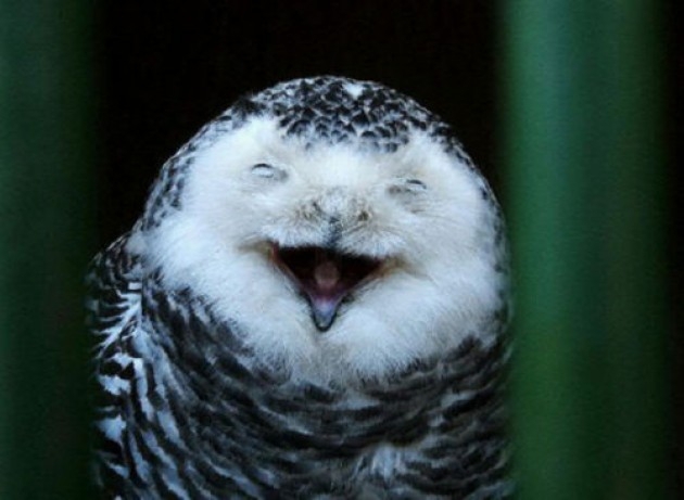 10 Owls Who Are Happy About Marijuana Legalization Passing