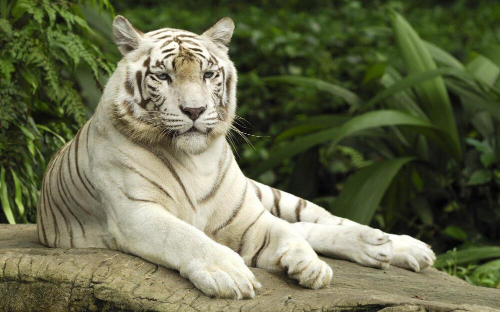 The Many Colors of Bengal Tigers