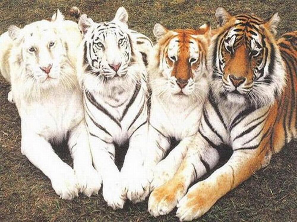 The Many Colors of Bengal Tigers